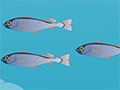北歐餐桌上的營(yíng)養(yǎng)師——鱈魚(yú)